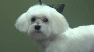 It is styled slick back but not tight against the head, making a. How To Groom A Maltese Puppy Cut Do It Yourself Dog Grooming Youtube