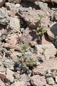 Image result for Anticharis