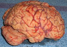 Image result for images of the human brain