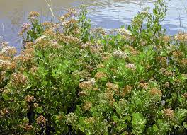 Image result for Pluchea bequaertii