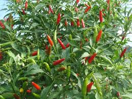 Maybe you would like to learn more about one of these? Pokok Cili Diyorganic