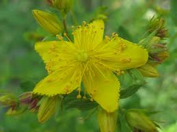 Image result for Magnistipula butayei