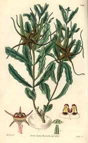 Image result for Brachystelma