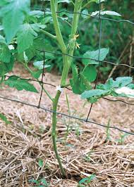 Maybe you would like to learn more about one of these? How To Grow Beefsteak Tomatoes Finegardening