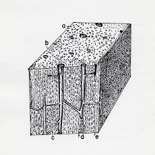 Structure of bone diagram 9 photos of the structure of bone diagram bone cell diagram, bone composition, bone marrow diagram, bone structure and function, bone structure of the human body, bone structure worksheet, compact bone diagram, types of joints, human anatomy. C Compact Bone Tissue A Canaliculi B Lacunae C Volkmann S Download Scientific Diagram