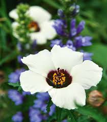We did not find results for: Best New Zealand Native Plants For Bees 8 Native That Pollinators Love Stuff Co Nz