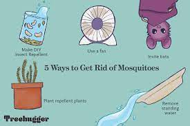 If the insects have already invaded your backyard party. How To Get Rid Of Mosquitoes Naturally And Reclaim Your Backyard