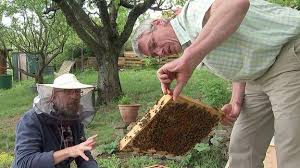 Ihre nachbarn müssen beeinträchtigungen durch bienenflug hinnehmen, solange dieser nur zu unwesentlichen beeinträchtigungen führt. Bienen Im Kleingarten Halten Das Ist Zu Beachten Mdr De