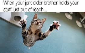 Funny pictures, funniest pics that you ever seen! 45 Funny Relatable Cat Memes To Make Your Day Better Cattime