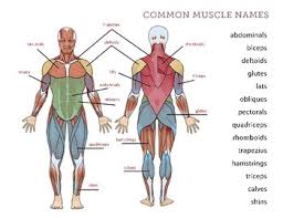 This muscular system chart shows in detail the deep layers of muscle on the front of your body. Human Body Muscles By La Paloma Teachers Pay Teachers