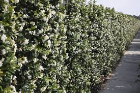 Arbusto dai piccoli fiori bianchi profumatissimi. Siepi Profumate Tipologie Siepi Siepi Profumate