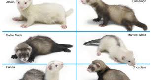 A Day In The Life Of A Zookeeper What Color Is My Ferret