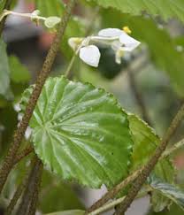 Image result for Begonia poculifera
