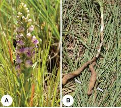 Image result for Brachycorythis congoensis