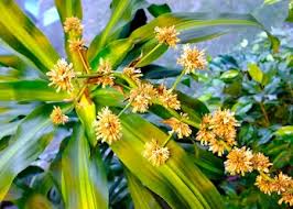 Image result for Chlorophytum angustissimum