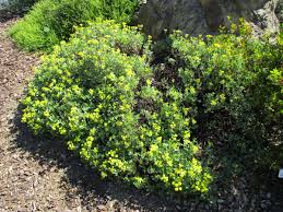 Image result for Eriosema pumilum