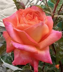 Rosa Esotica arancio giallo - Vittori Vivai Forlì Cesena