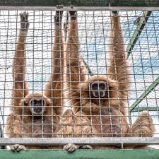 Image result for monkey caged