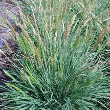 Image result for Koeleria