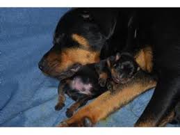 Rottweiler breeders in north carolina. Rottweiler Puppies For Sale