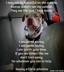 Oneloveanimalrescue Saving A Life Is Priceless Shelter Dogs Dogs Rescue Dogs