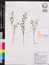 Image result for Tragia hildebrandtii