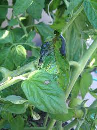 We did not find results for: My Tomato Plant Leaves Are Turning Black Cromalinsupport