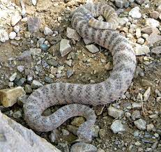 Tiger Rattlesnake Rattlesnake Brother Photos Snake