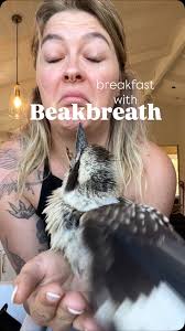 Gorgeous Gang Gang Cockatoos @fallscreek. These beautiful characters can  suffer terribly in extreme cold & we can help them by keeping an eye out  for them & help them if they're found