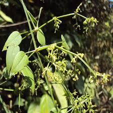 Image result for Alchornea cordifolia