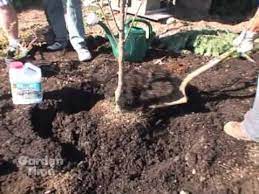 Best soil for cherry trees. Plant A Cherry Tree Youtube