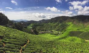 Tea was first planted here in 1929 by a british named j.a. Cameron Highlands Naturerlebnis In Malaysia Tipps Fur Teeplantagen Und Wanderwege