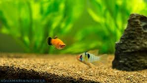 Why Are My Fish At The Bottom Of The Tank: Is It A Normal Behavior? -  Badman'S Tropical Fish