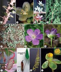 Image result for Santalaceae