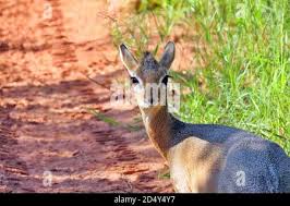 Image result for Acacia kirkii