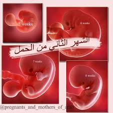 الشهر الثاني من الحمل Poster Movie Posters