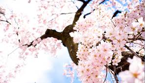 ❤ get the best cherry blossom wallpaper on wallpaperset. 50 Lovely Cherry Blossom Wallpapers To Brighten Your Desktop Naldz Graphics