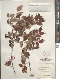 Image result for Grewia trichocarpa