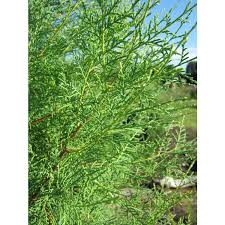Image result for Cupressus torulosa