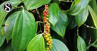 Image result for Piper guineense