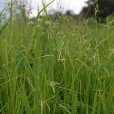 Image result for Leersia