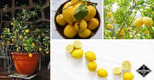 Lemon trees thrive within a normal temperature range of about 70 f. How To Grow Lemon Trees From Seed Gardening Channel