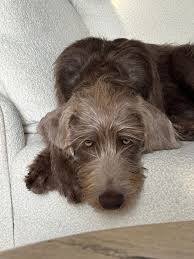 Image result for slovenský ohař hrubosrstý