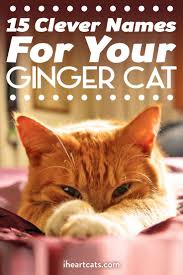 15 Clever Names For Your Ginger Cat Girl Cat Names Tabby Cat Names Kitten Names Boy