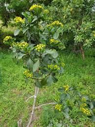 Image result for Psychotria capensis