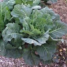 Découvrez tout de suite de nouvelles offres de nos dernières gammes chez boohooman. Georgia Collard Greens Plants For Sale Free Shipping