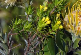 Image result for Thymelaeaceae