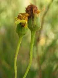 Image result for Senecio madagascariensis
