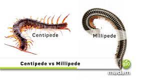 While they do have a few similarities, they are actually quite different! Difference Between Centipede And Millipede Biomadam