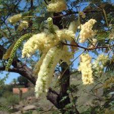 Image result for Acacia hereroensis